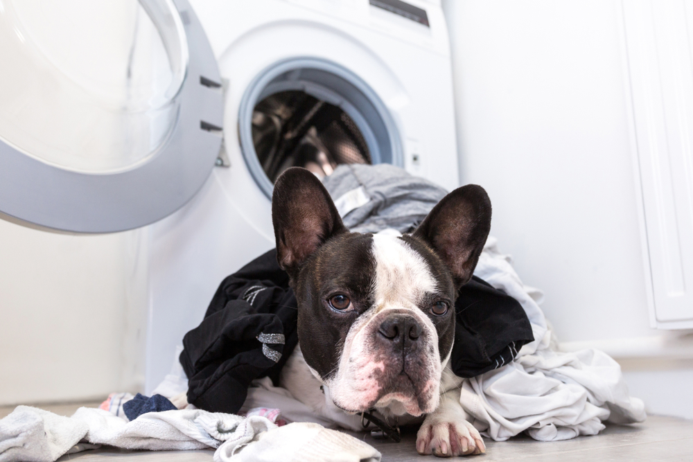 犬は洗濯物が好き？！犬が洗濯物の上で寝る理由と対策を解説します！