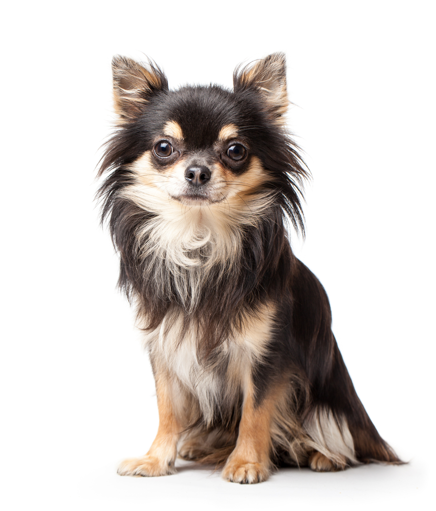 Chihuahua isolated on white background