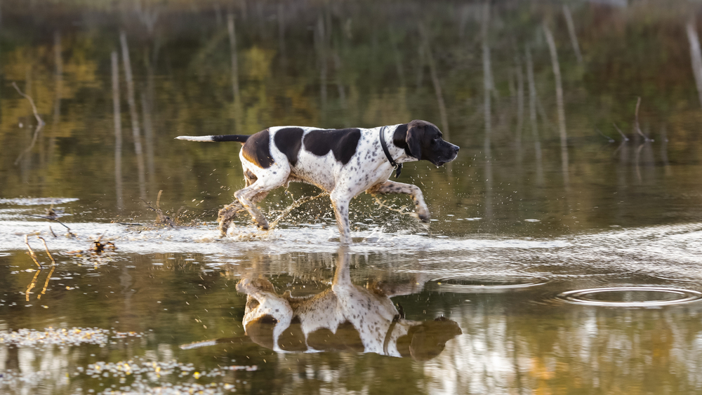 Dog english pointer crossing the river in the autumn 