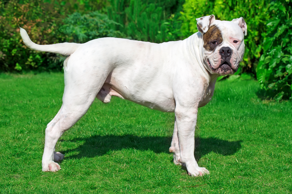 beautiful american bulldog standing  on the grass