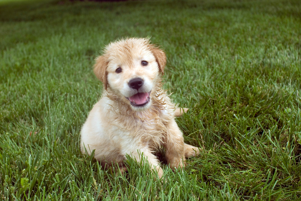 A closeup shot of a cute Kromfohrlander puppy sitting in the fresh grass