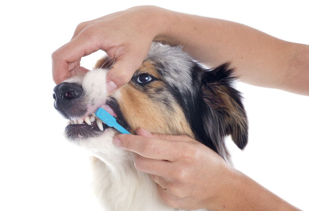 purebred australian shepherd  and toothbrush in front of white background