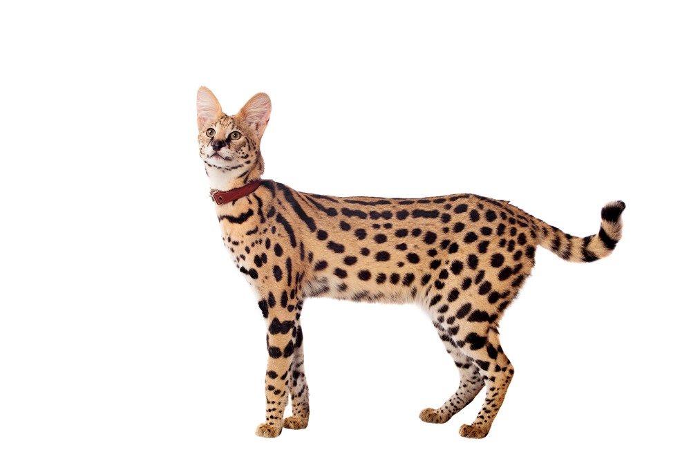 Beautiful serval (Leptailurus serval) isolated on the white background