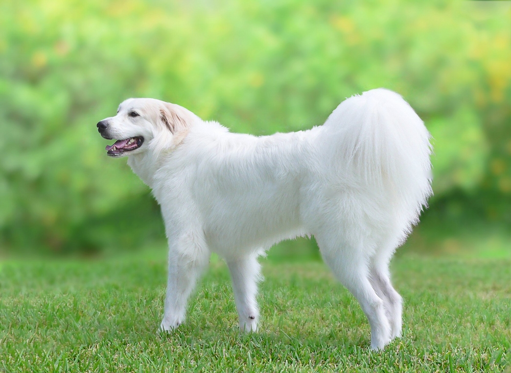 Great Pyrenees young adult dog in profile. The large, white dog is standing on a green lawn with a thick hedge blurred in the background. It is standing, pointed to the left and has a doggie smile