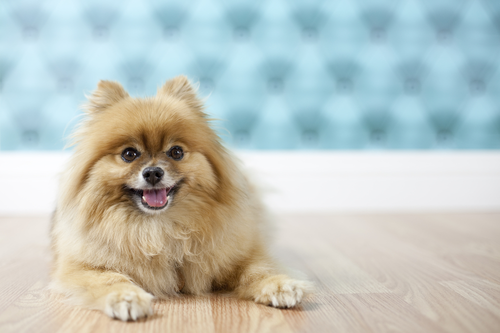 Pomeranian posing for studio portrait with aqua background on hardwood floor