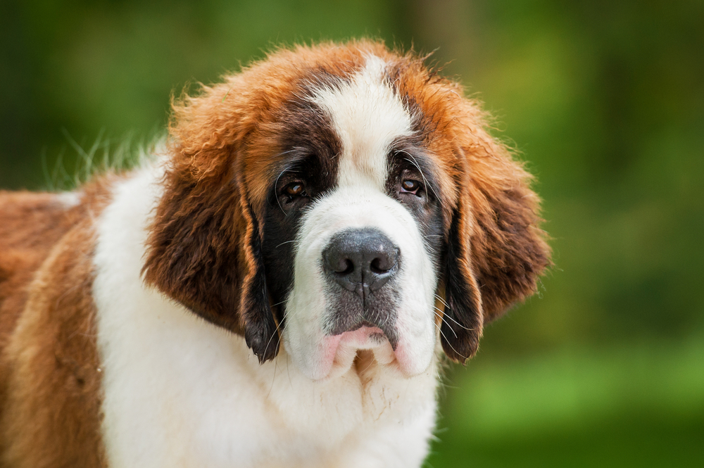 Portrait of saint bernard puppy