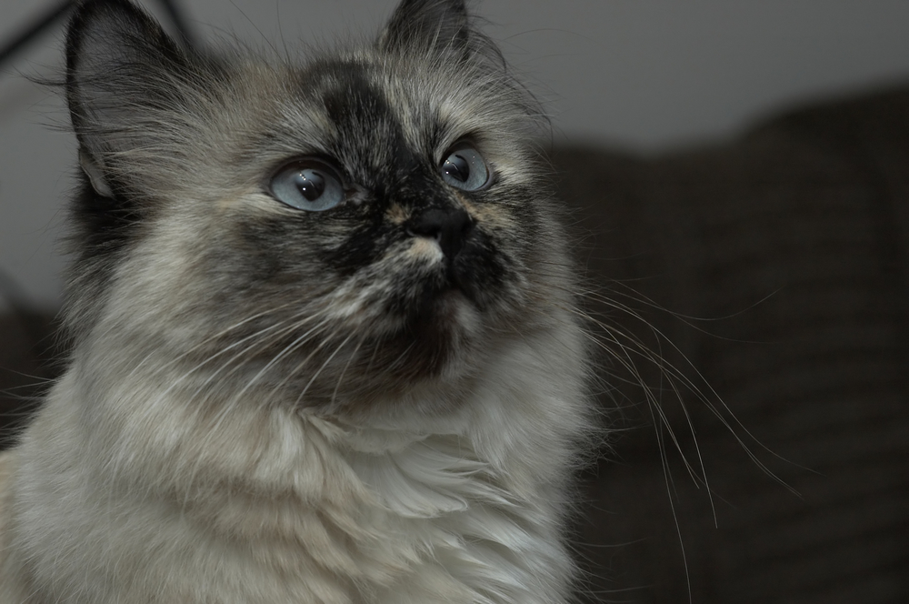 adult himalayan cat pure breed