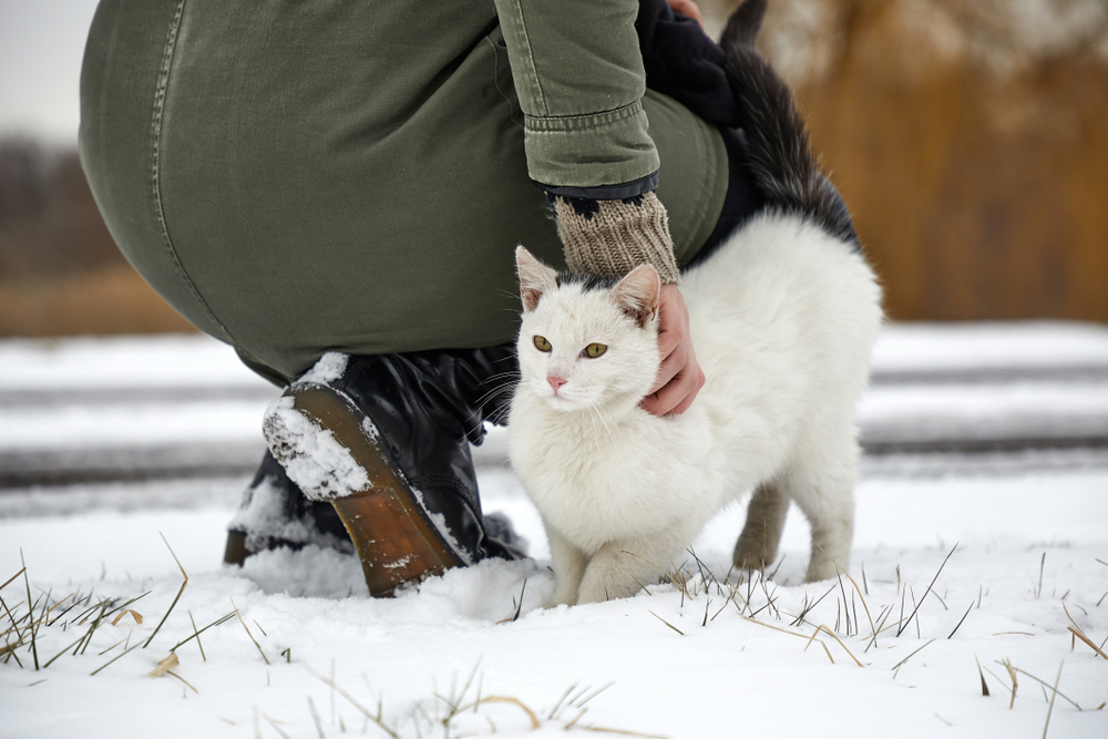 White cat in the snow in a village being stroked