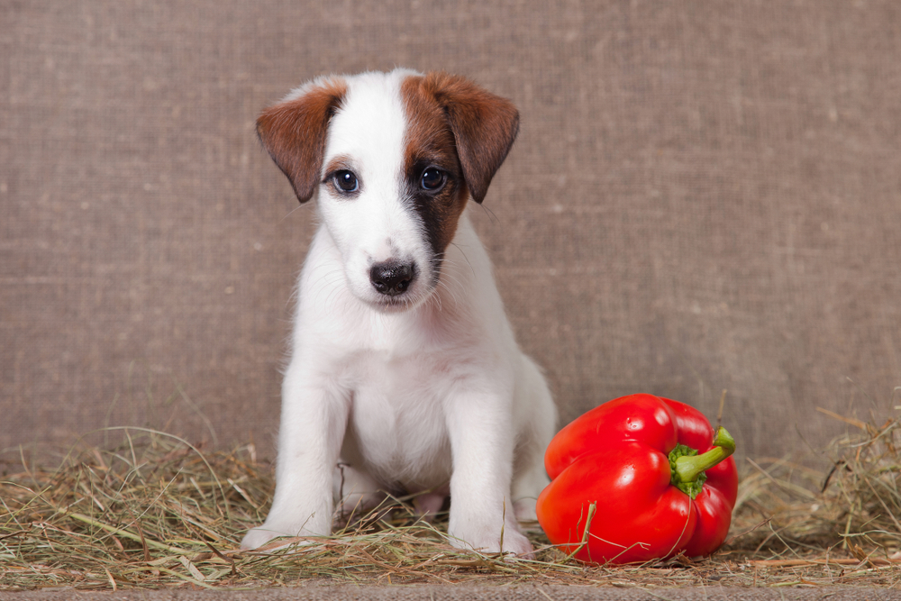 【獣医師監修】犬にパプリカはOK！食べてもいい量と与えるときの注意点！【2023年版】
