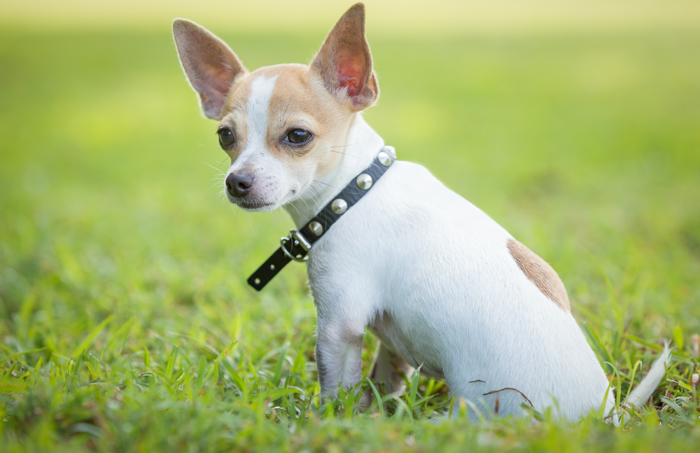 Small chihuahua dog sitting on a green grass park