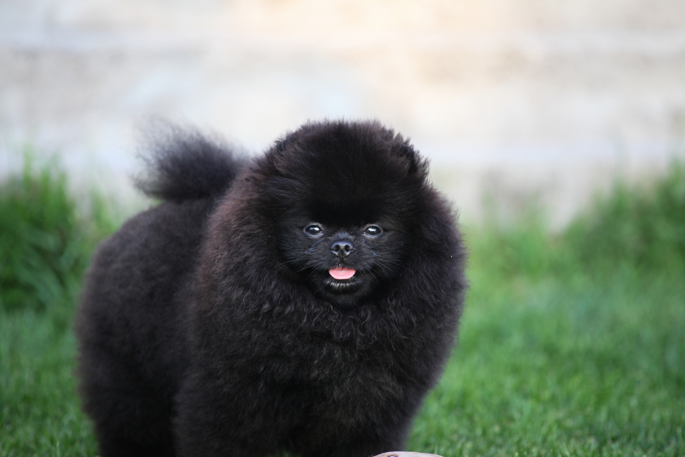 
black spitz dog on the grass