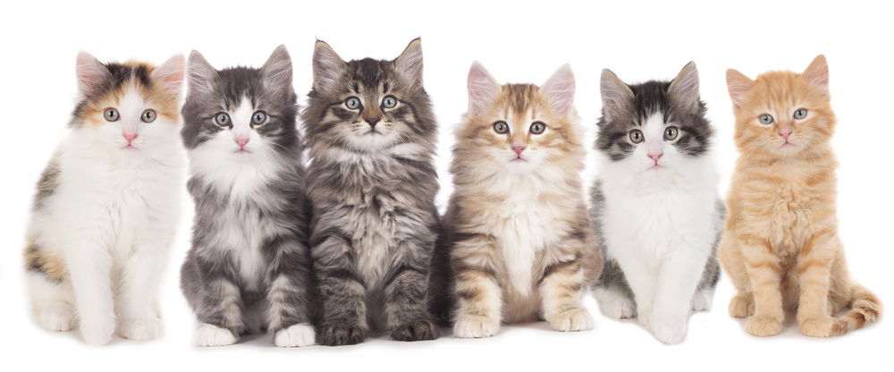 A group of different kitten