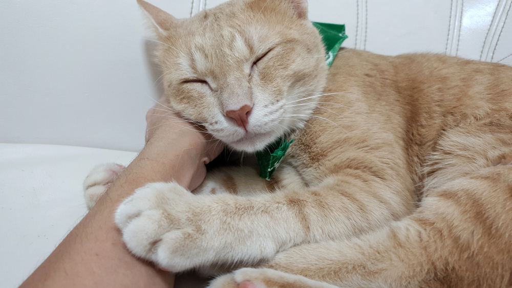飼い主の腕に抱きついて眠っている猫