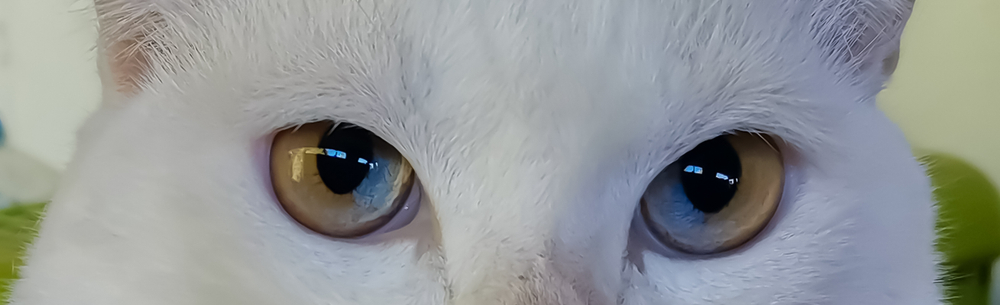 猫の「ダイクロイックアイ」とは何？不思議な目を持つ猫が生まれる原因や確率を紹介！
