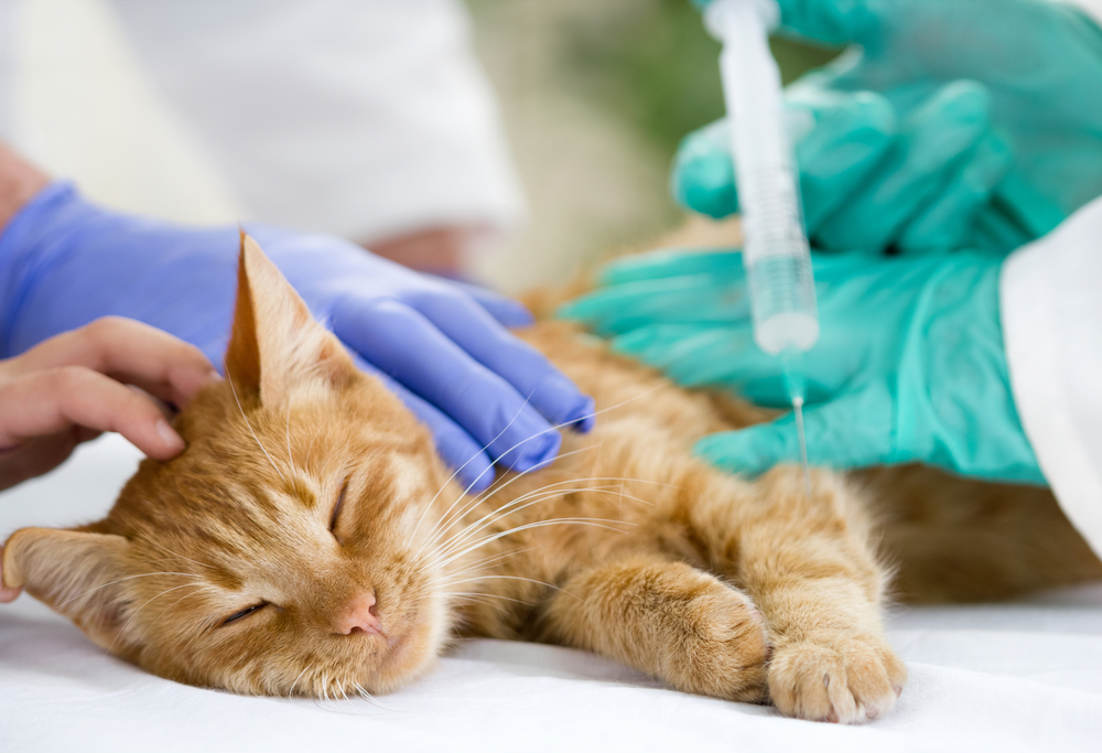 動物病院で注射されている猫