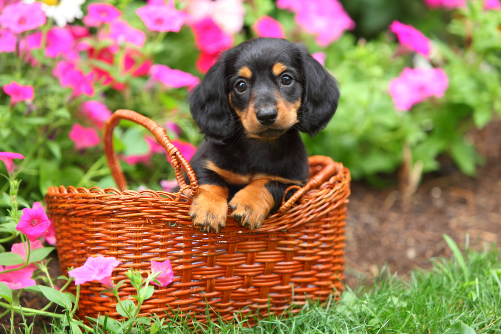 A Dachshund puppy sits alert in a wicker basket, begging for attention.