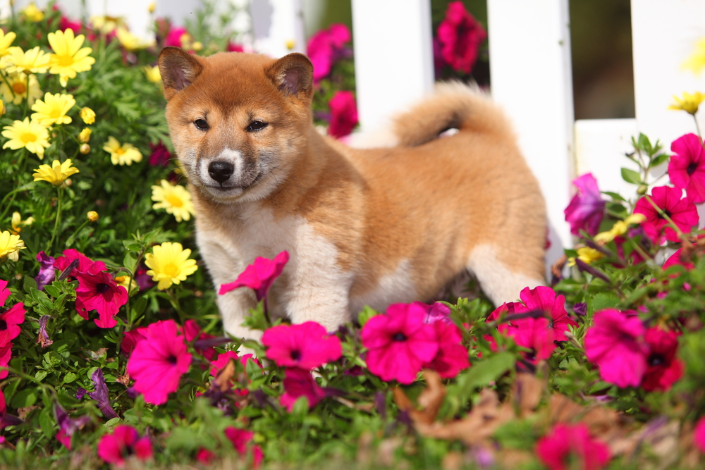 A Shiba Inu puppy stands in a flowerbed.