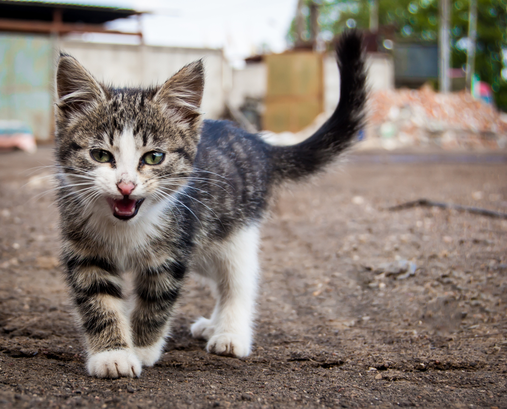 street kitten