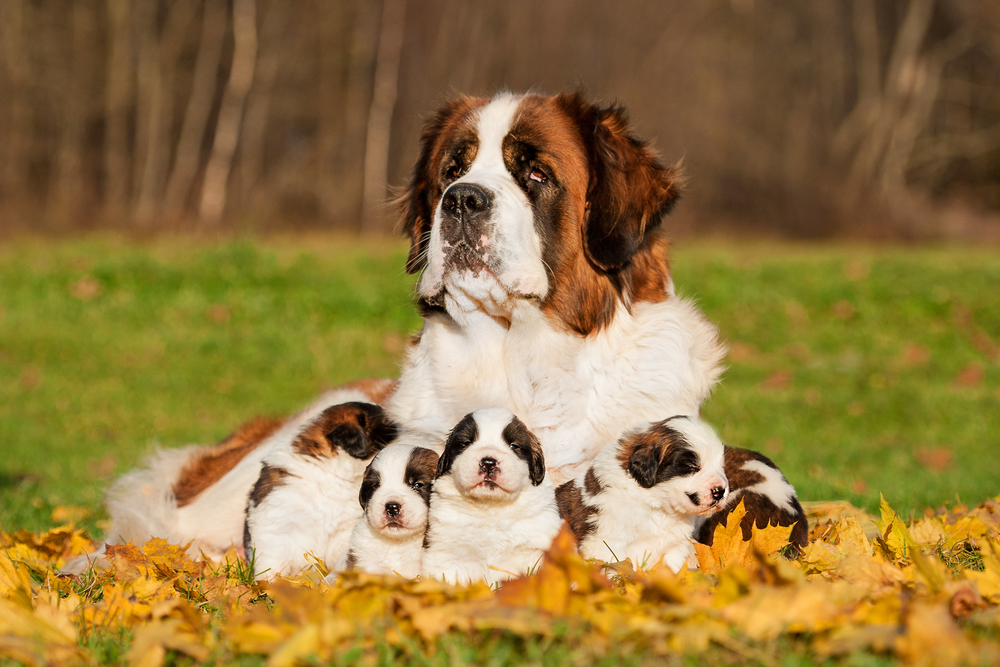 Saint bernard dog with puppies in autumn