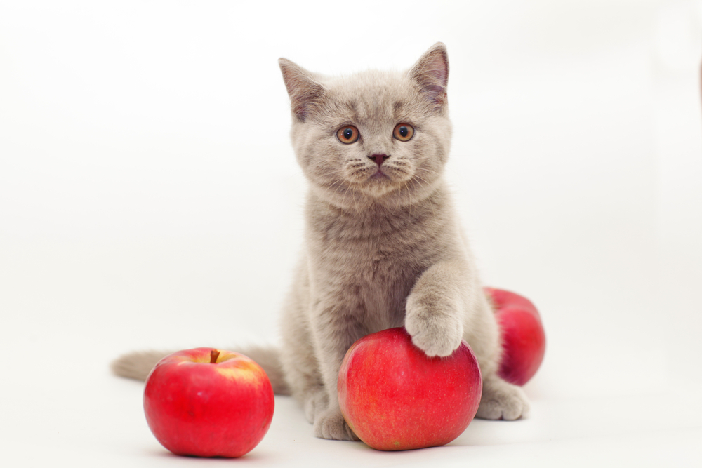 りんごに手を置いている子猫