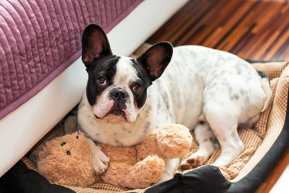 犬の寝床（ベッド）を快適に。愛犬が快適に過ごせる寝床作りに必要なことは？