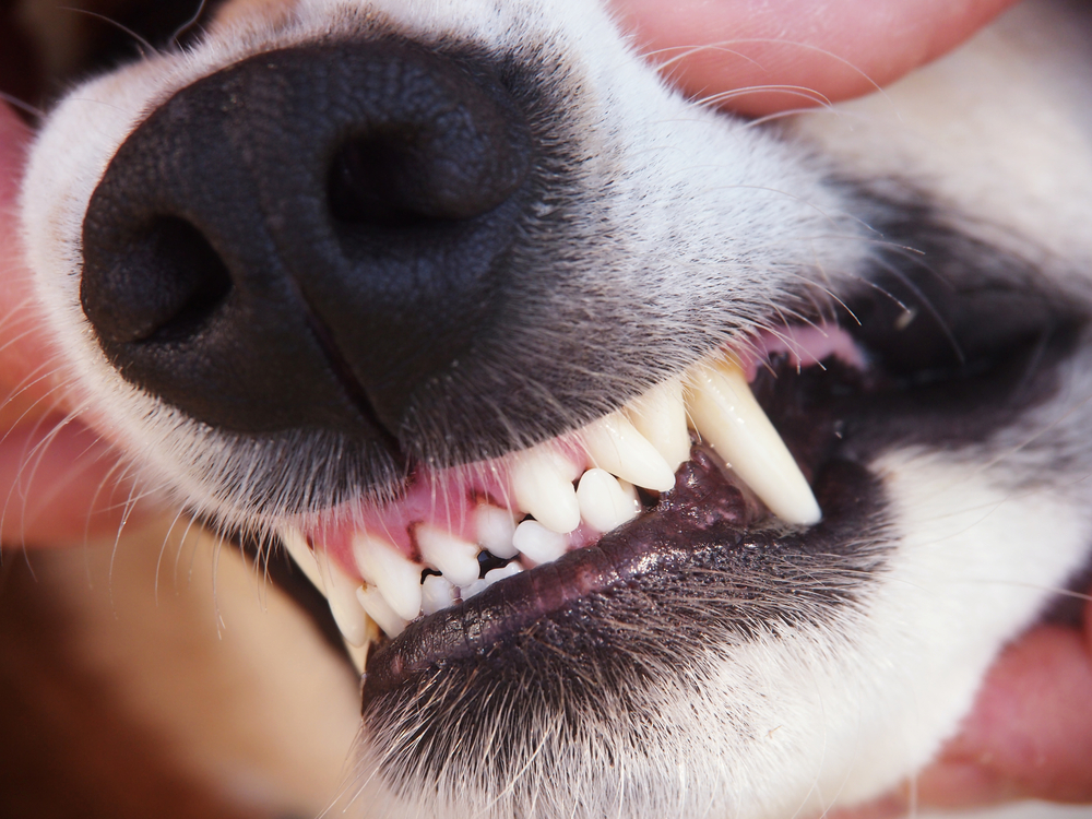 【ドッグトレーナー監修】犬が歯をカチカチさせるのはどうして？理由や心理を徹底解説！【最新版】