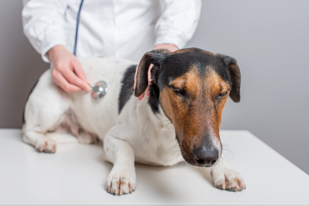 お腹の調子が良くない犬