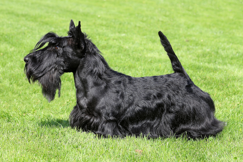 Black Scottish Terrier on a green grass lawn