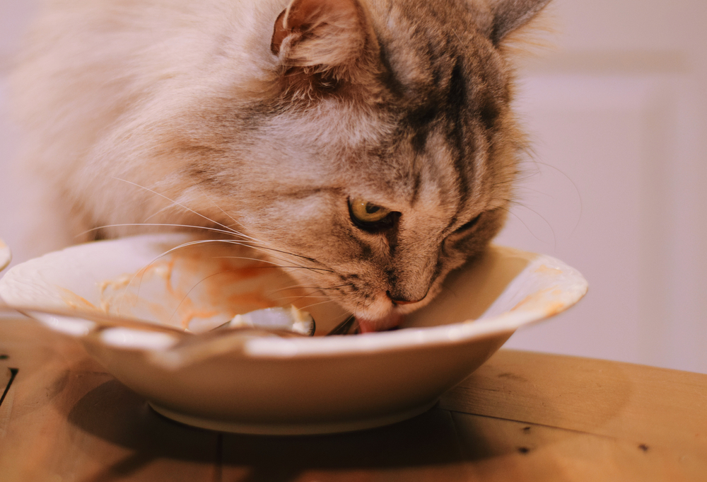 お皿を舐めている猫