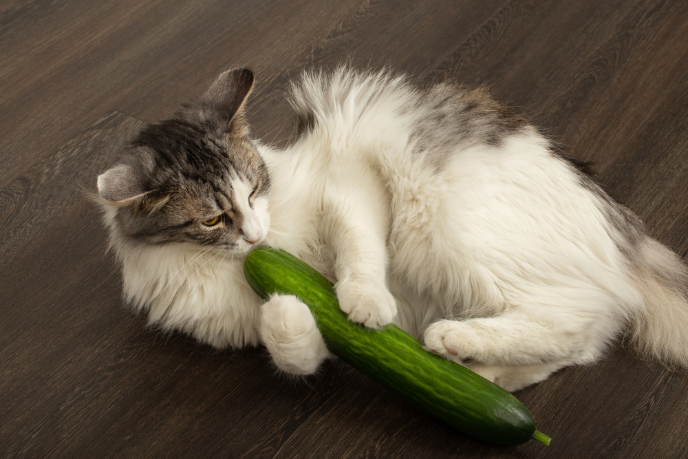 猫にきゅうりはOK!食べてもいい量と与える時の注意点！