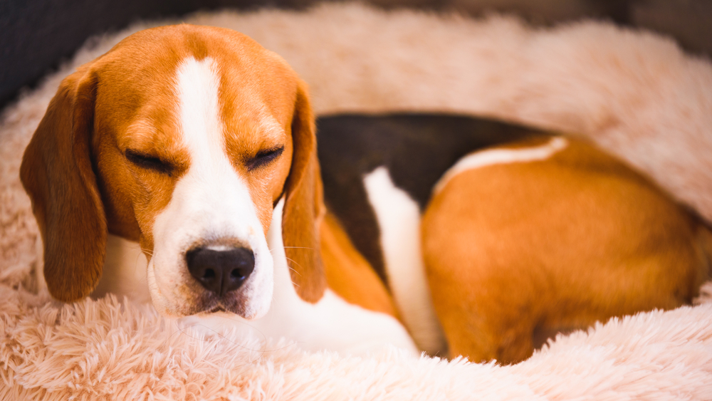 Beagle dog tired sleeps on a fluffy dog bed. Canine background.