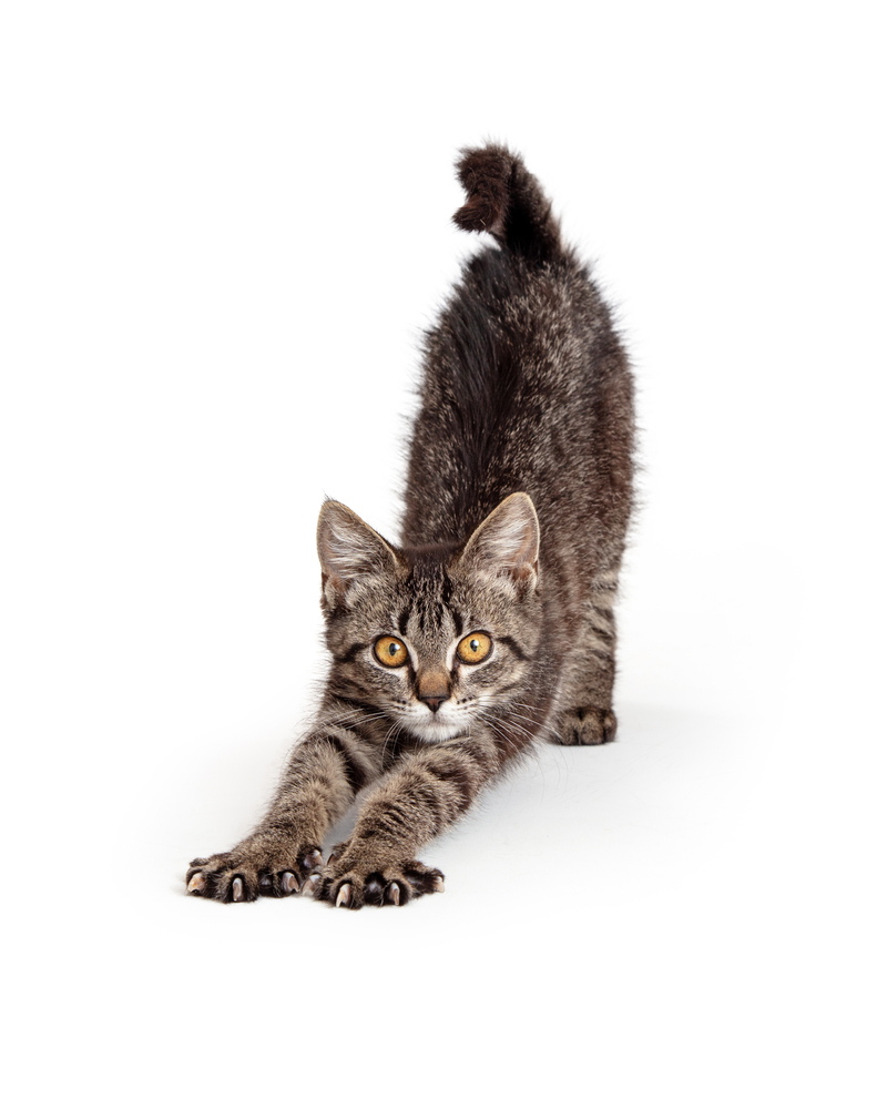 Cute young playful tabby kitten extending front legs and lifting rear end to stretch