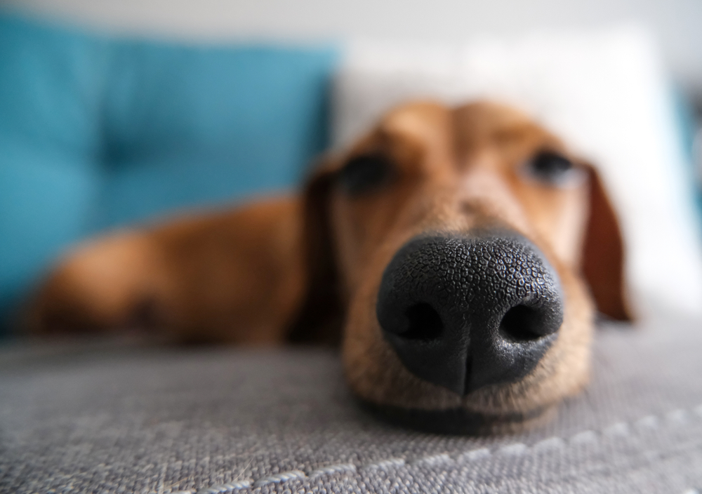 犬の鼻が乾いて割れることがある？犬の鼻が乾く原因と対処の仕方を詳しく解説！