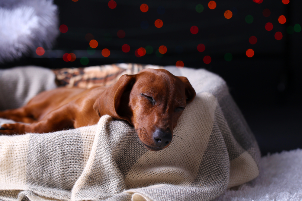 Little cute dachshund puppy on Christmas background