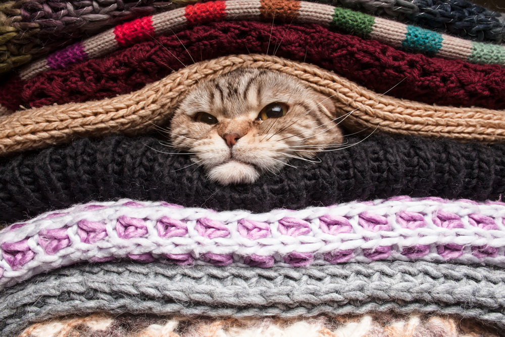 セーターの間にもぐる猫