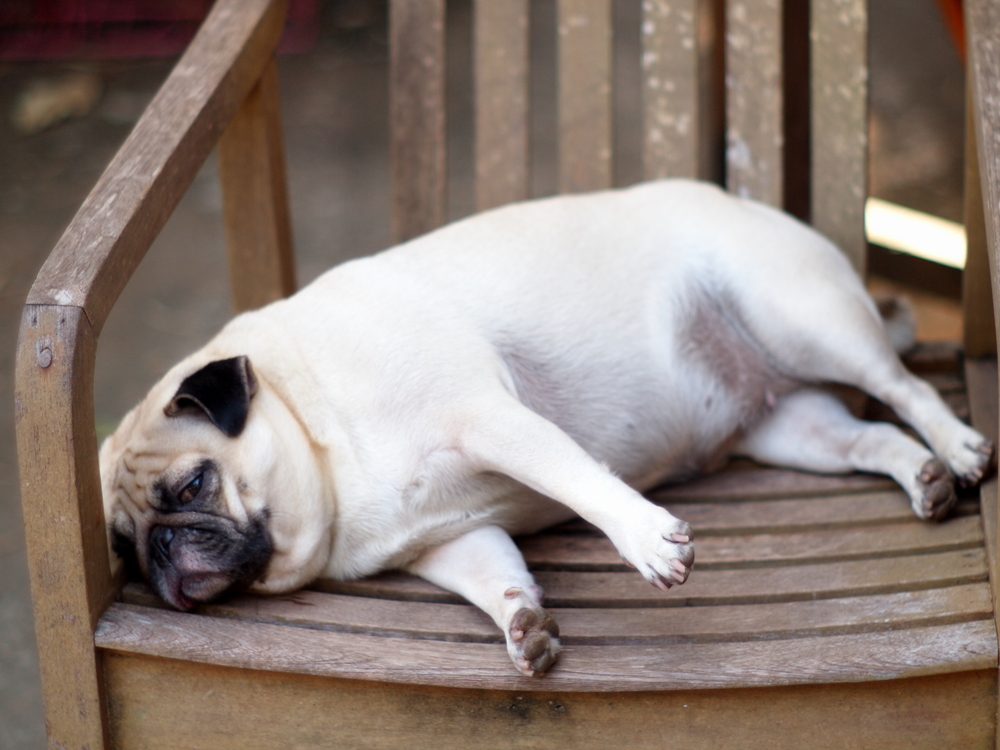 lovely funny white cute fat pug dog close up laying on a wooden chair making sad face