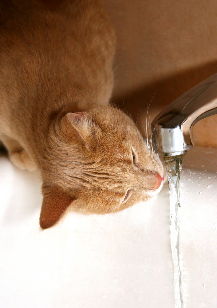 洗面の水を飲む猫