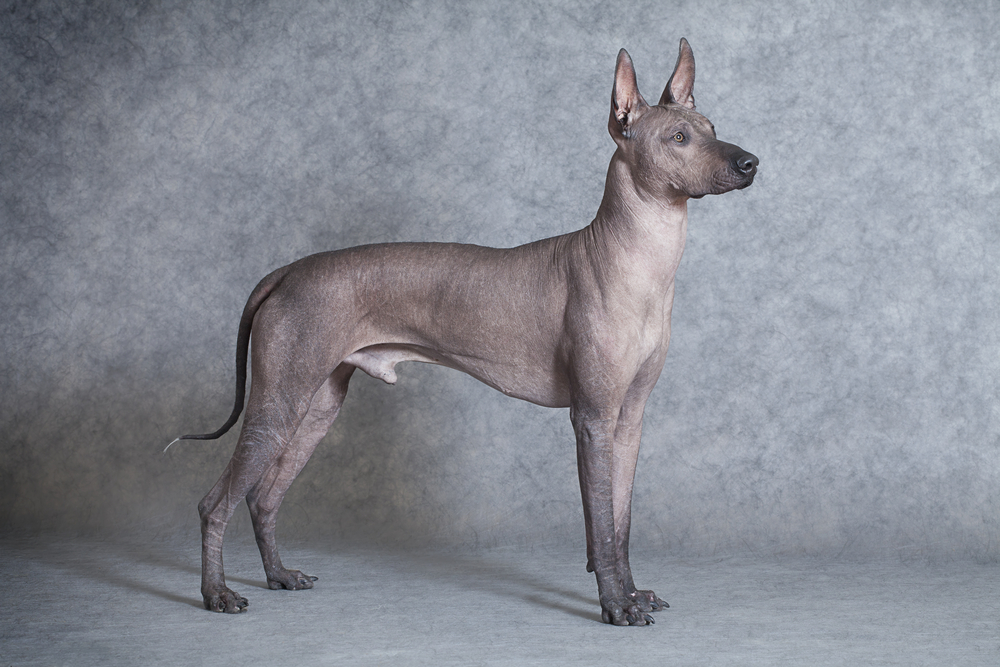 Mexican xoloitzcuintle male dog against grey background. Eighteen months old 