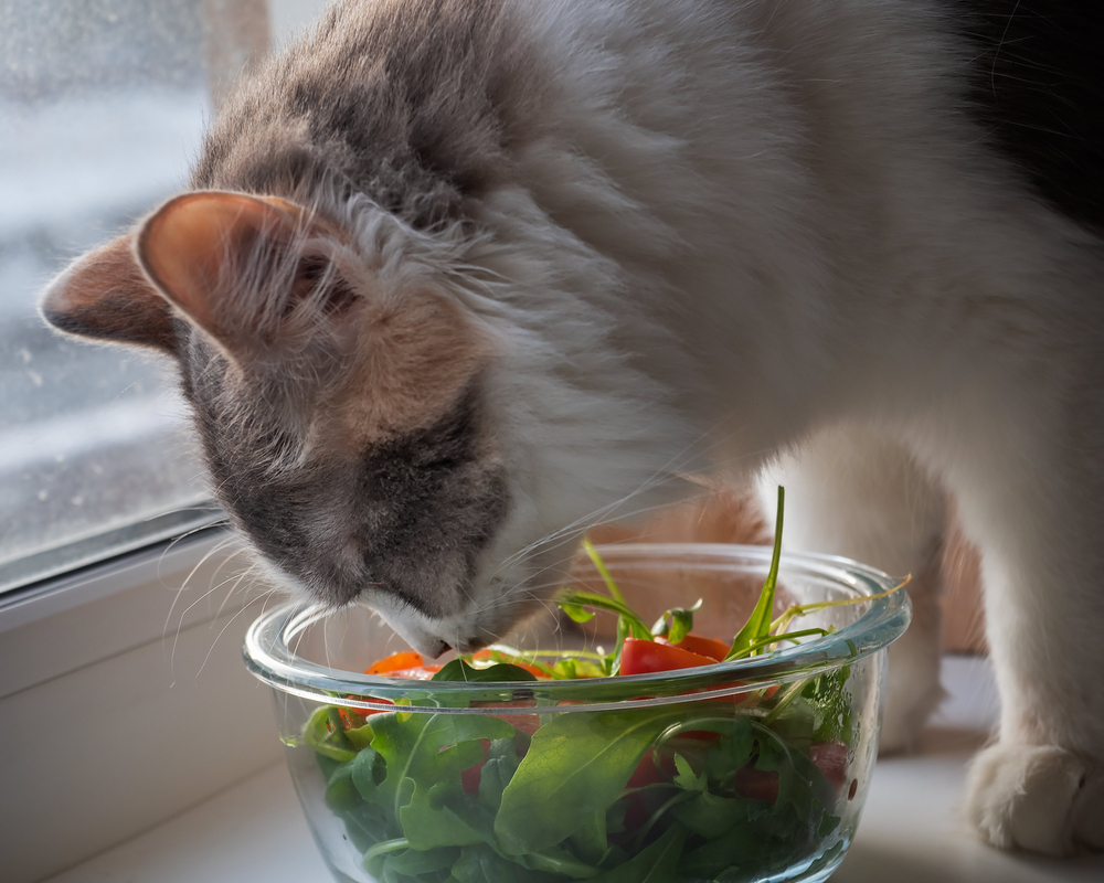 猫に水菜はOK！食べてもいい量と与えるときの注意点！