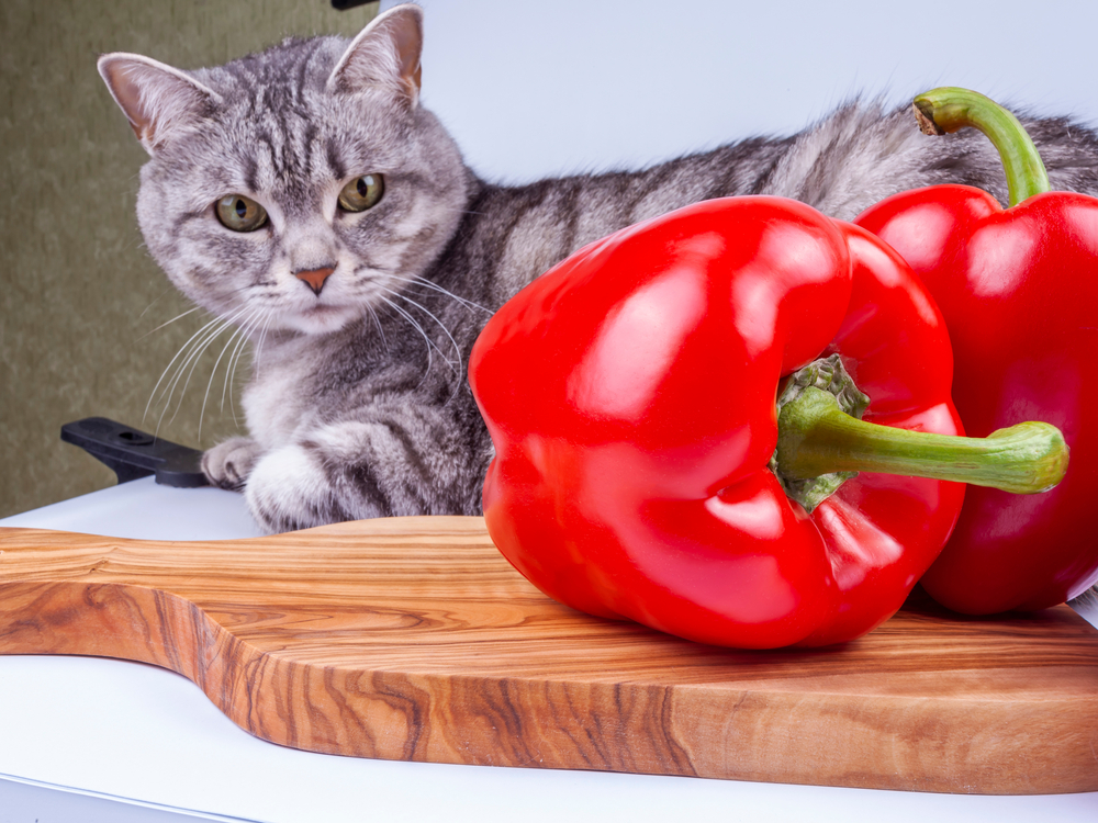 猫にパプリカはOK！食べてもいい量と与えるときの注意点！