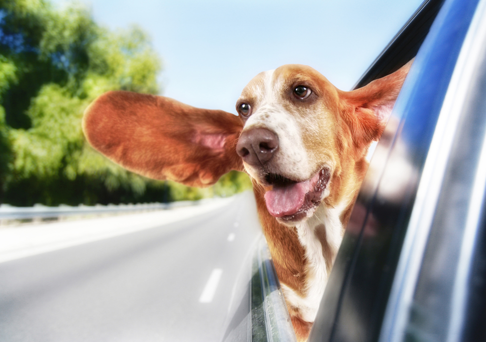a basset hound in a car
