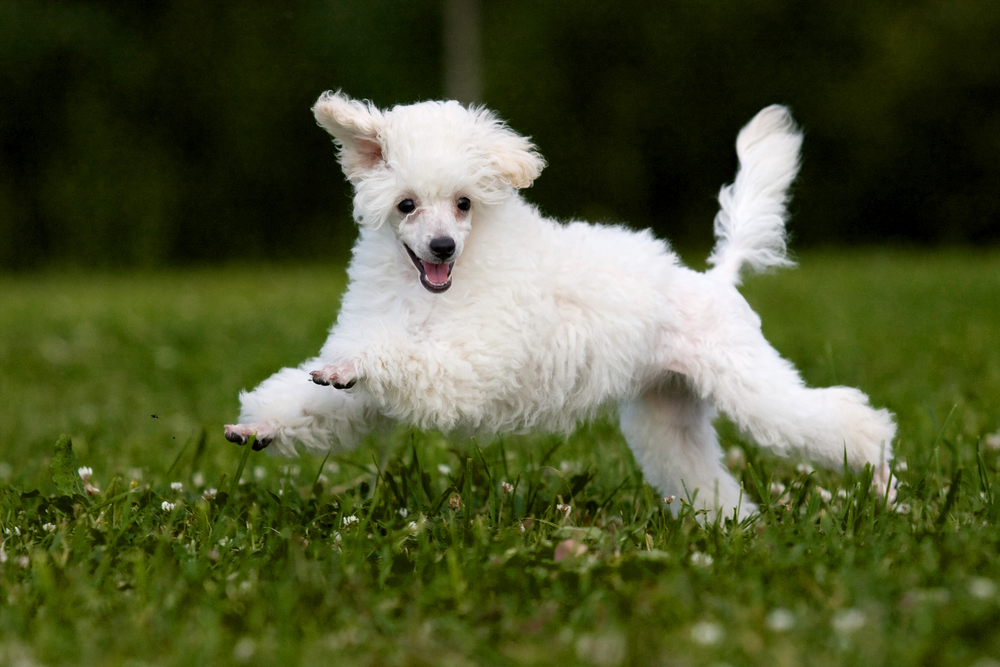 Poodle Miniature playing in grass