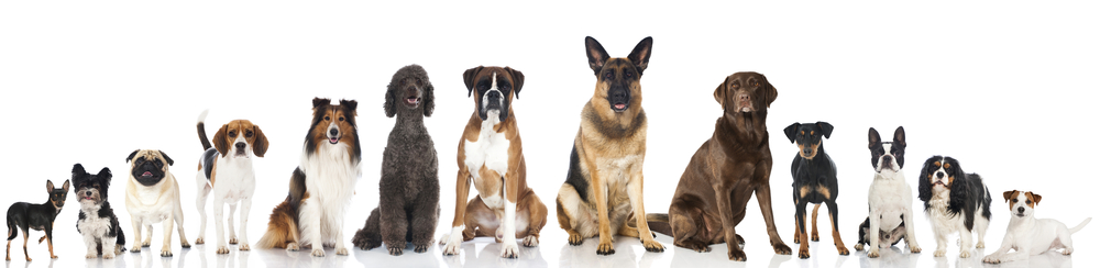色々な種類の大型犬と小型犬