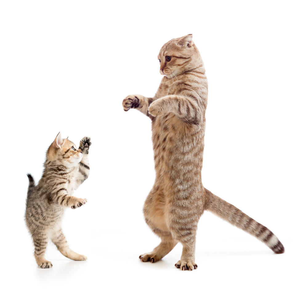 猫が立つのはどうして？猫が立つ６つの理由を紹介します！