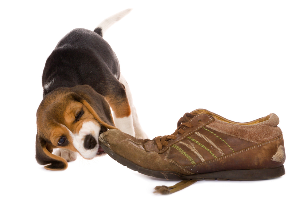 犬が大好きな飼い主の靴や靴下を噛むのはなぜ？理由や対処法、しつけ方をすべて解説！