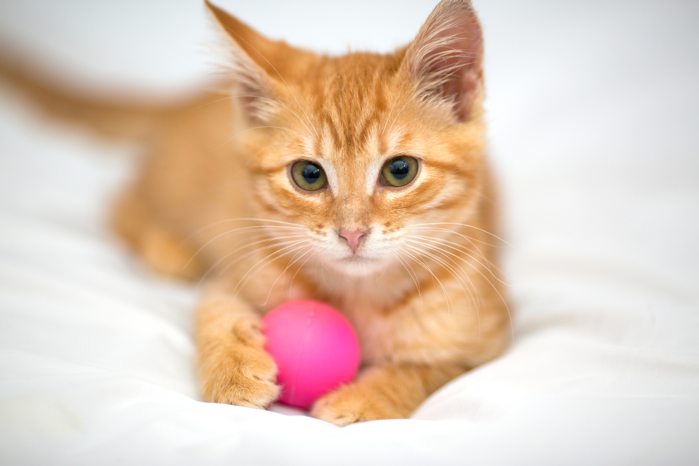 Orange kitten with a ball on a white background