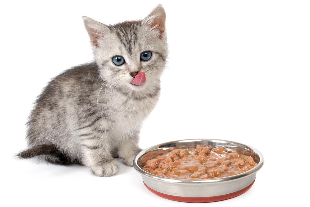 Gray kitten licks lips near a bowl with food. Isolated on white