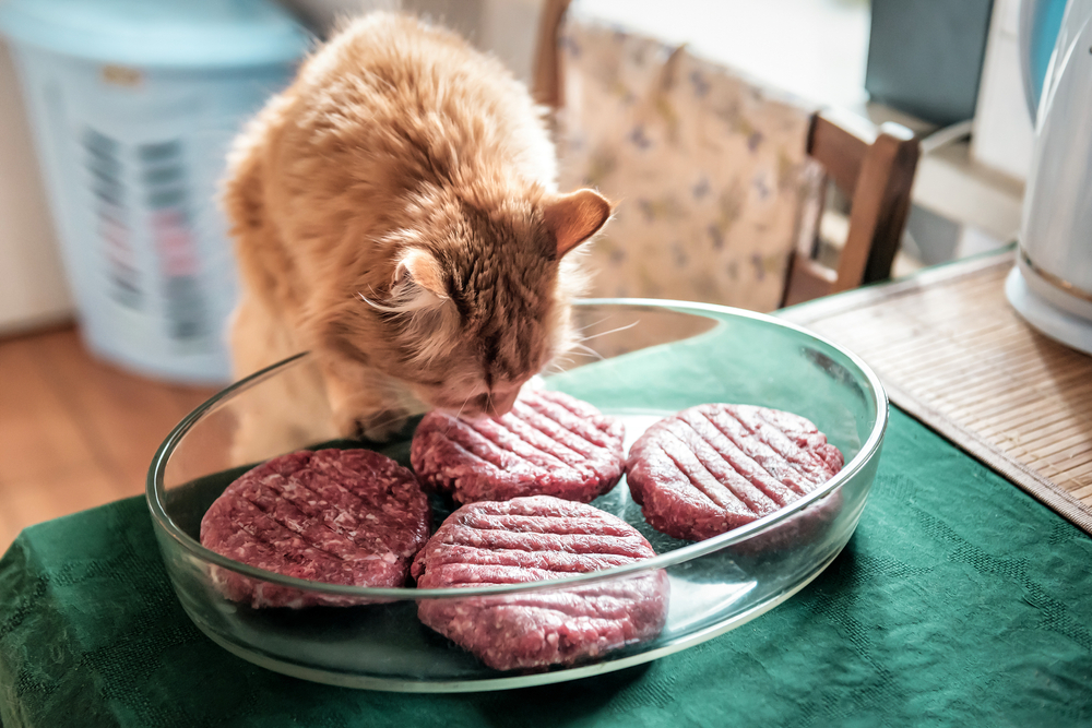 猫にハンバーグはNG！致死量ともしも食べた時の対処法！