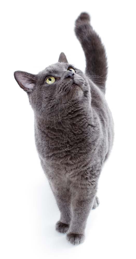 Green eyed Maltese cat also known as the British Blue on a white background