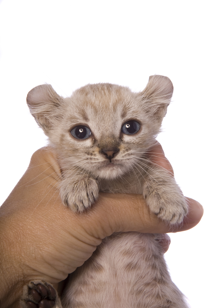 American curl kitten held in hand isolated on white